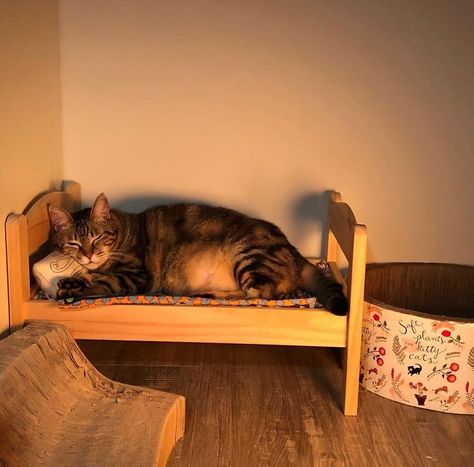 Cozy Snoozing Ikea Cat Bed, Ikea Cat, Mini Bed, Cat Wall Furniture, Cat Obsession, Cat Lounge, Gorgeous Cats, Cat Furniture Diy, Doll Bed