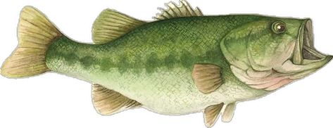 Largemouth Bass watercolour painting Largemouth Bass, Fish Painting, Fish Art, Watercolour Painting, Bass, Fish, Art