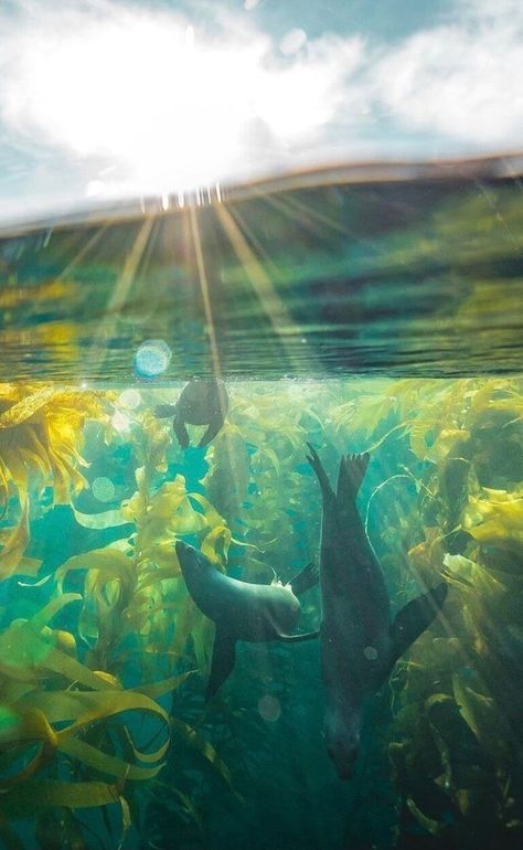 Water Aestethic, Under The Sea Aesthetic, Sea Town, Kelp Forest, Sea Otters, Underwater Scene, Water Aesthetic, Ocean Vibes, Phish