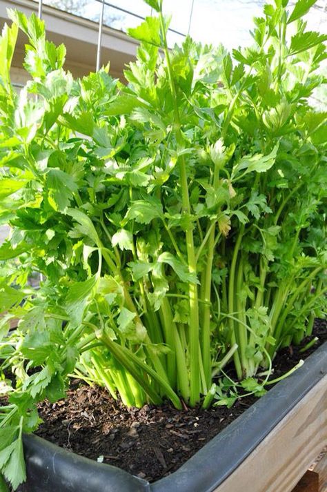 Fresh growing salary, celery, Selen How To Grow Celery, Grow Celery, Growing Celery, Garden Veggies, Veg Garden, Veggie Garden, Growing Food, Edible Garden, Raised Beds