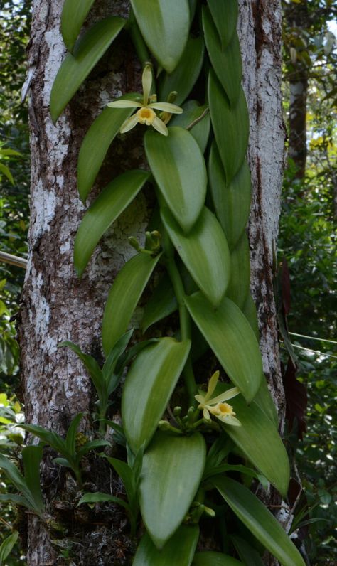 Vanilla Orchid | The Canopy Family Grow Vanilla Beans, Vertikal Garden, Repotting Orchids, Vanilla Plant, Orchids Garden, Vanilla Orchid, Garden Aesthetic, Have Inspiration, Unusual Flowers