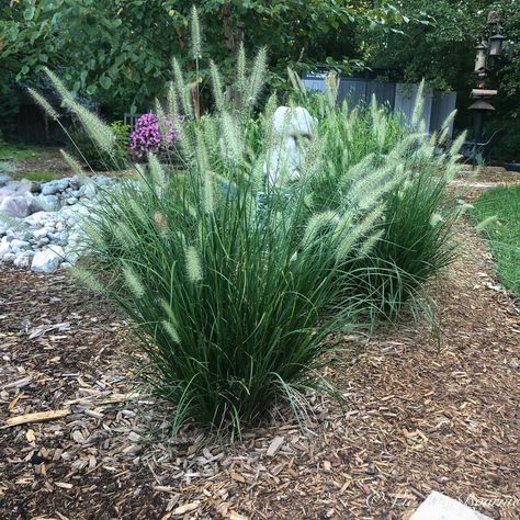 Low Growing Ornamental Grasses, Hydrangea And Ornamental Grasses, Small Ornamental Grasses, Ornamental Grass Landscape Ideas, Landscaping Grasses Ornamental, Poolside Planters, Short Ornamental Grasses, Red Fountain Grass, Black Mondo