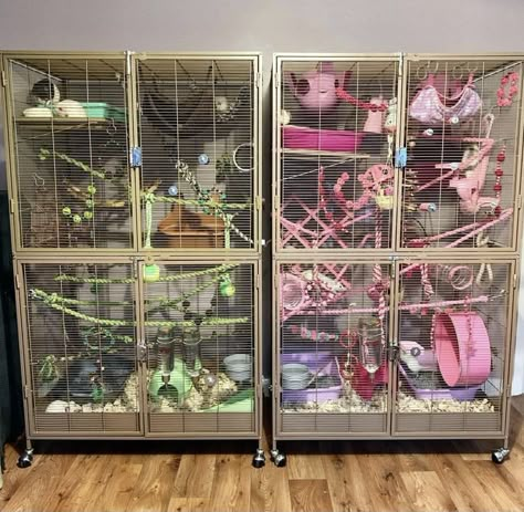 Rodent Cage Ideas, Pink Rat Cage, Rat Cage Ideas Aesthetic, Rat Cage Setup Ideas, Ferret Cage Ideas Aesthetic, Rat Free Roam, Diy Rat Cage Accessories, Bird Cage Setup, Sugar Glider Cage Ideas