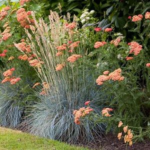 Prairie Garden, Grasses Landscaping, Grasses Garden, Have Inspiration, Mediterranean Garden, Native Garden, Garden Landscape Design, Garden Borders, Ornamental Grasses