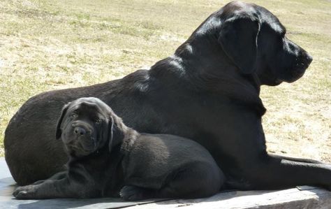 Mastador Dog, Cane Corso Mastiff, Puppies Cutest, Animal Taxidermy, Ugly Dogs, Black Lab Puppies, English Mastiff, Happy Pictures, The Hound