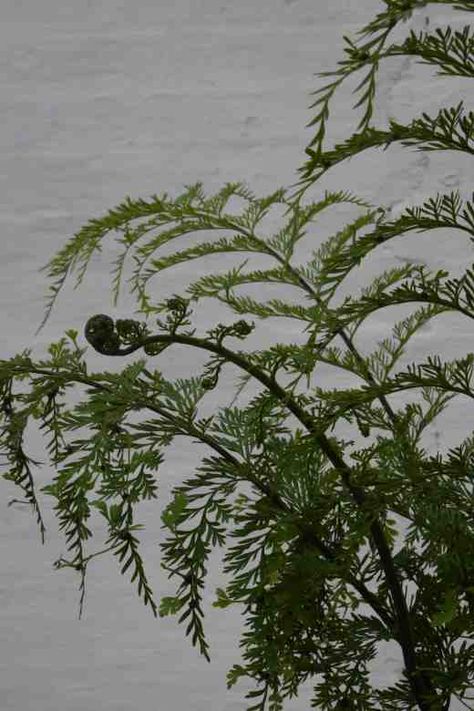 Mother fern: Asplenium bulbiferum care Mother Fern, Southern Maidenhair Fern, Maidens Hair Fern, Silver Dollar Maidenhair Fern, Room Plants, Maidenhair Fern, Ferns Garden, Meditation Area, Living Room Plants