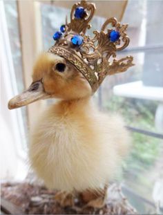 Found on Bing from www.pinterest.com Cute Ducklings, Baby Ducks, A Duck, Cute Animal Pictures, Cute Creatures, Sweet Animals, Mellow Yellow, Cute Little Animals, 귀여운 동물