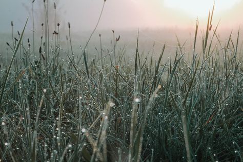 Morning Dew Aesthetic, Dew Aesthetic, Flawed Mangoes, Farm Village, Hobbit Hole, Name Pictures, Light Study, Summer Morning, Fourth Wing