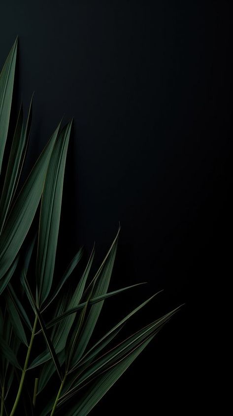 Plant plant black nature. | premium image by rawpixel.com Wallpaper Black Dark, Black Dark Wallpaper, Minimalist Iphone Wallpaper, Full Black Wallpaper, Iphone Wallpaper Dark, Iphone Wallpaper Black, Black Nature, Camera Wallpaper, Wallpaper Minimalist