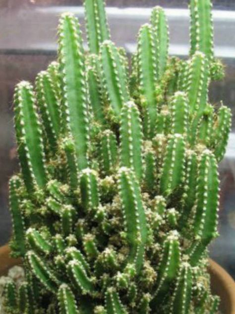 Fairy Castle Cactus - Acanthocereus tetragonus 'Fairy Castles' is a dwarf, columnar, branching, slow growing cactus with spiny, five-sided, mid-green stems... Dragon Fruit Tree, Indoor Cactus Plants, Fairy Castle Cactus, Cactus Plant Pots, Indoor Cactus, Fairy Castle, Cactus Planta, Rustic Mason Jars, Fairytale Castle