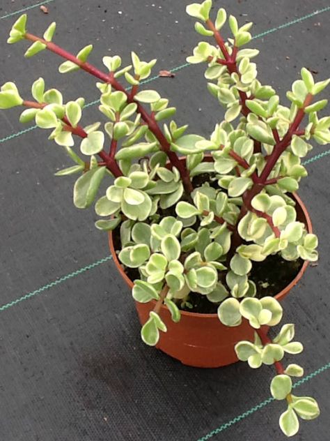 Portulacaria afra f. variegata - Rainbow Bush, Variegated Elephant Shrub | World of Succulents Houseplant Collection, Elephant Plant, Bush Plant, Green Things, Growing Succulents, Succulent Gardening, Variegated Plants, Jade Plants, Unique Plants