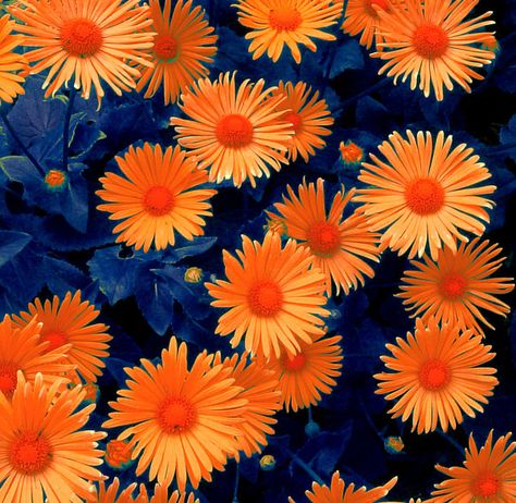 AZUL Y ANARANJADO....❤ Orange Wedding Flowers, Flowers Orange, Orange Aesthetic, Shades Of Orange, Orange Flowers, Amazing Flowers, Love Flowers, Pretty Flowers, Blue Orange