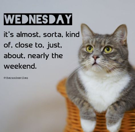 Wednesday : it's almost, sorta, kind of, close to, just about, nearly the weekend. #Wednesdayquotes #Wednesdaysayings #Catmemes #Funnywednesdayquotes #Wednesdymemes #Wednesdaymorningquotes #Morningquotes #Goodmorningquotes #Wednesdaymotivation #Inspirationalwednesdayquotes #Dailyquotes #Everydayquotes #Instaquotes #Instastories #Quotesandsayings #Memes #therandomvibez Funny Wednesday Memes, Funny Wednesday Quotes, Wednesday Sayings, Funny Wednesday, Wednesday Morning Greetings, Wednesday Memes, Meme Cats, Wednesday Morning Quotes, Wednesday Humor