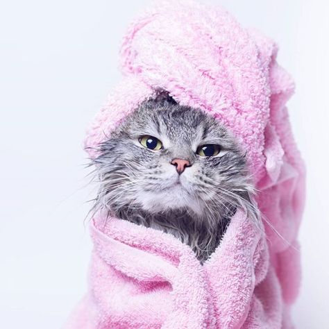 Cat Bath, Pink Towels, Scottish Fold, Fluffy Cat, Cute Kittens, Pet Grooming, Cat Gif, Cat Photo, Cat Life