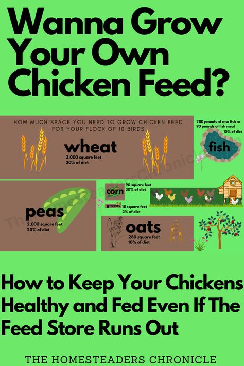 How to Grow Chicken Feed for Your Homestead Flock - The Homesteader's Chronicle Growing Chicken Feed, Wild Chicken, Livestock Feed, Feed Store, Chicken Life, Chicken Eating, Ears Of Corn, Chicken Feed, Home Grown