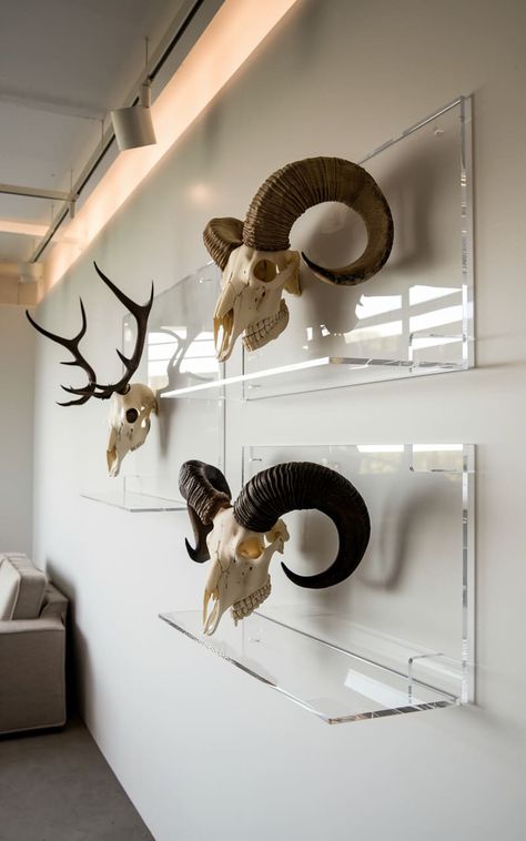 60 Beautiful European/Skull Mount Ideas – Rhythm of the Home European Skull Mount Ideas, Skull Mount Ideas, European Skull Mount, Hunting, Art