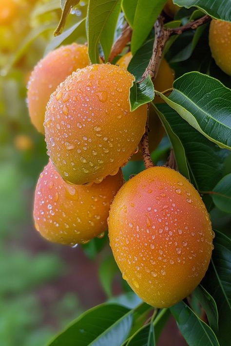 Get creative and pot your own mango tree from a seed. A fun, rewarding experience for gardeners of all levels. Tree In A Pot, Rustic Food Photography, Ripe Mango, Purple Fruit, Mango Seed, Fruit Picture, Free Fruit, Mango Tree, Mango Fruit