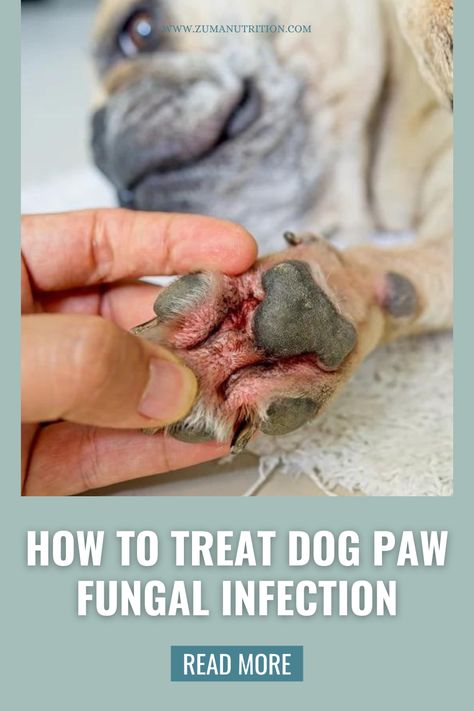 How to Treat Dog Paw Fungal Infection at Home Dog Paw Remedies, Apple Cider Vinegar Dogs, Yeast In Dogs, Dog Paw Cream, Fungal Infection Remedies, Paw Cream, Treat Yeast Infection, Dog Paw Pads, Pet Parade