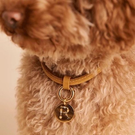 Dog Accesories, Luxury Dog Collars, Dog Business, Puppy Collars, Dog Jewelry, Luxury Pet, Dog Charms, Letter L, 3d Laser