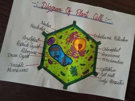 I Can Drawing It On A3 Size Paper Of 200 gsm Cell Wall Drawing, Turgor Pressure, Plant Cell Drawing, Plant Cell Labeled, Plant Cell Diagram, Biology Diagrams, Cell Diagram, Science Chart, File Decoration