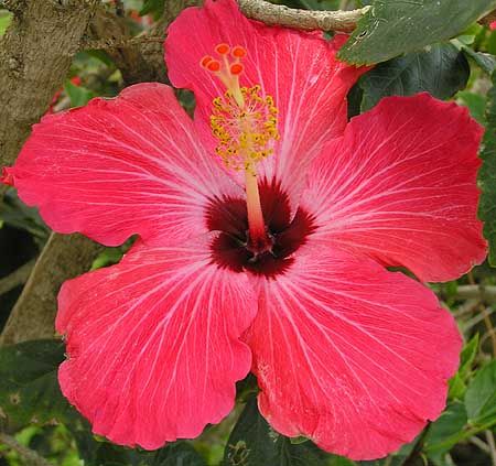 Flores do brasil is the flora of Brazil. Prom Flowers, Beautiful Forest, Growing Flowers, Small Trees, Exotic Flowers, Flower Lover, Hibiscus Flowers, Flower Images, Tropical Flowers