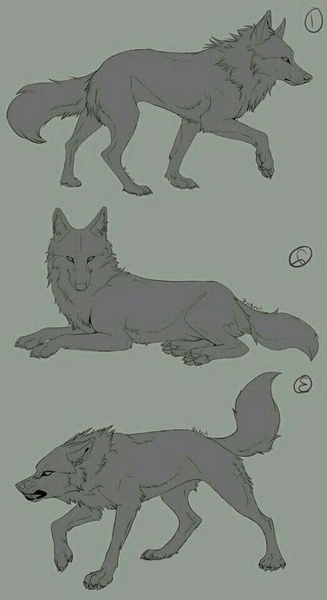 How To Draw Things, Wolf Poses, Wolf Sketch, Canine Drawing, Wolf Artwork, 강아지 그림, Anatomy Sketches, Canine Art, Wolf Drawing