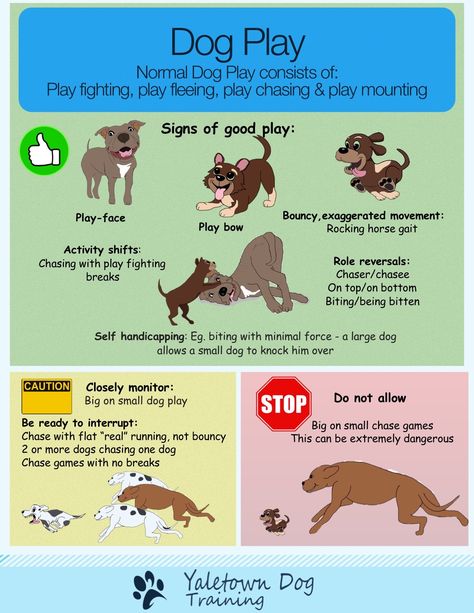 There is nothing better for dog lovers than watching dogs play. However, dog owners can be confused about dog play. Are those dogs playing? Or are they fighting? Learning what to look for can help people to become comfortable with full on dog play.  All animals play. Play allows animals to practice the skills they will need to survive.  Dogs are no different and normal dog play consists of playful versions of standard, run-of-the-mill dog behaviours. These include:    Play Fighting (there may... Dog Body Language, Dog Language, Pet Tips, Dog Information, Dog Things, Dog Facts, All About Dogs, Dog Info, Puppy Stuff