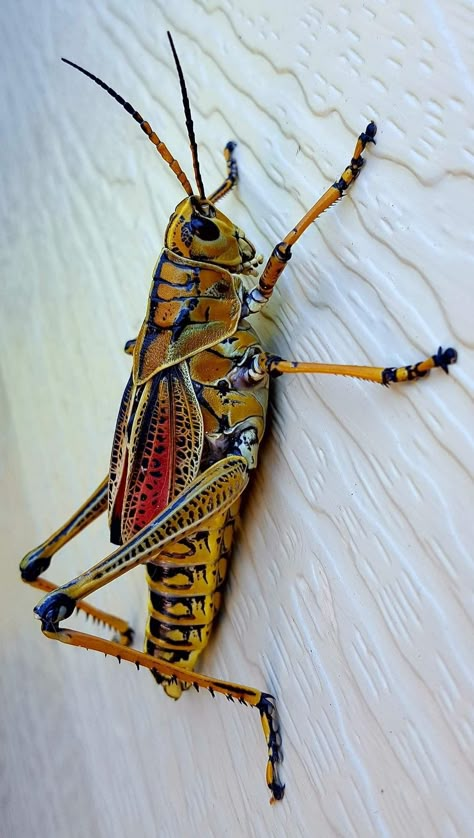 Grasshopper Spiritual Meaning, Insect Reference, Insects Photography, Trust Intuition, Cricket Insect, Bug Photography, Macro Photography Insects, Aesthetic Animals, Pictures Of Insects