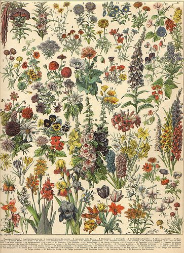 LR bloemen 4 by janwillemsen, via Flickr Illustration Botanique Vintage, Adolphe Millot, Illustration Botanique, Vintage Botanical Prints, Botanical Poster, Illustration Vintage, Scientific Illustration, Botanical Drawings, Art And Illustration