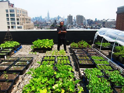 Rooftop Gardens - Healthy Food for Cities | Natural Building Blog Rooftop Vegetable Garden, Terrace Hotel, Seattle University, Healthy Garden, Natural Building, Food Bank, Rooftop Garden, Food Garden, Urban Farming