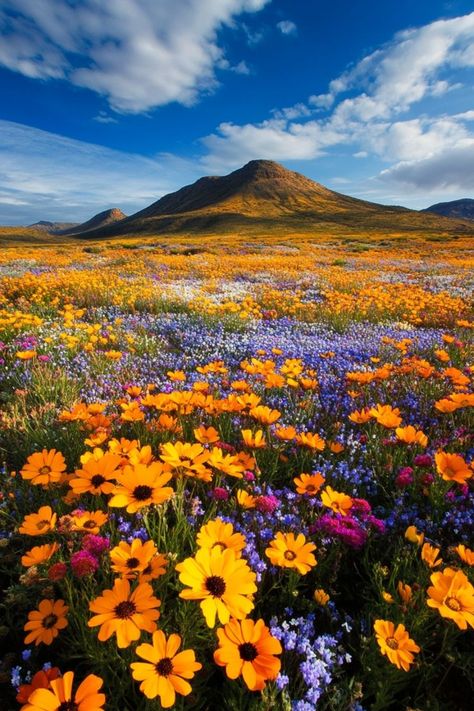 Discover the Wildflowers of Namaqualand, South Africa🌼 Visit Namaqualand in spring to see the desert come alive with colorful wildflowers. This natural spectacle is a must-see for nature lovers. 🌿🌺 #Wildflowers #SpringTravel #SouthAfrica #Namaqualand Pictures Of Landscapes, Cute Background, Background Pics, Book Cover Ideas, Good Morning Image Quotes, Spring Trip, Spring Theme, World Trip, Cover Ideas