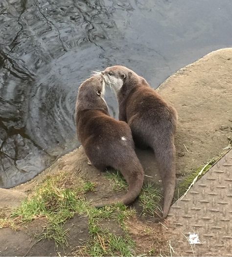 Adorable Otters, Cutest Kitten, Edinburgh Zoo, River Otters, Otters Cute, Otter Love, Best Cat Food, Baby Otters, River Otter