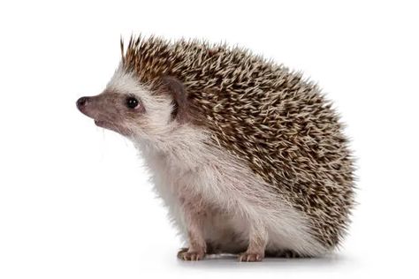 Animal Hedgehog Pet - Free photo on Pixabay - Pixabay Hedgehog Reference, Hedgehog Standing, Hedgehog Photography, Hedgehog Photo, 2 Animals, Hedgehog Illustration, Hedgehog Pet, A Hedgehog, Animal References