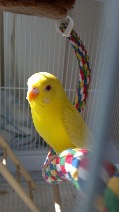 Saffron yellow parakeet Yellow Parakeet, Saffron Yellow, Parakeets, Yellow Bird, Pet Bird, Bird Drawings, Pet Birds, Parrot, All The Colors