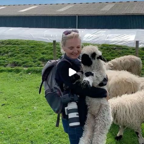 Sarah- Scotland + Utah Photographer on Instagram: "Simply a sheep appreciation post.  Obviously, the Valais Blacknose Sheep are the ultimate sheep winners. 

Shoutout to @hiddenvalaisranch for today’s indulgence and @jenni.mcallister for my 2017 adventure!

#valaisblacknosesheep #valaisblacknose #scotland #cottagecore #sheepofinstagram" Black Nose Sheep, Blacknose Sheep, Valais Blacknose, Valais Blacknose Sheep, A Sheep, Appreciation Post, For Today, Shout Out, Utah