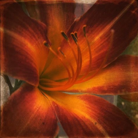 Greg Sellers, Sunset Lily, 20 May 2019 - Memory's Landscape Sade Aesthetic, Orange Aesthetic, Spotify Covers, Playlist Covers, Pretty Flowers, Home Screen, Pretty Pictures, Ideas De Fondos De Pantalla, My Aesthetic