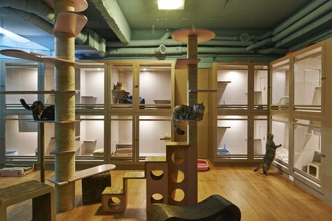 Image 6 of 10 from gallery of Petaholic Hotel / sms design. Courtesy of SMS Design Room For Cats, How To Divide A Room, Animal Shelter Design, Cat Kennel, Cat Hotel, Dog Hotel, Shelter Design, Pet Paradise, Pet Resort