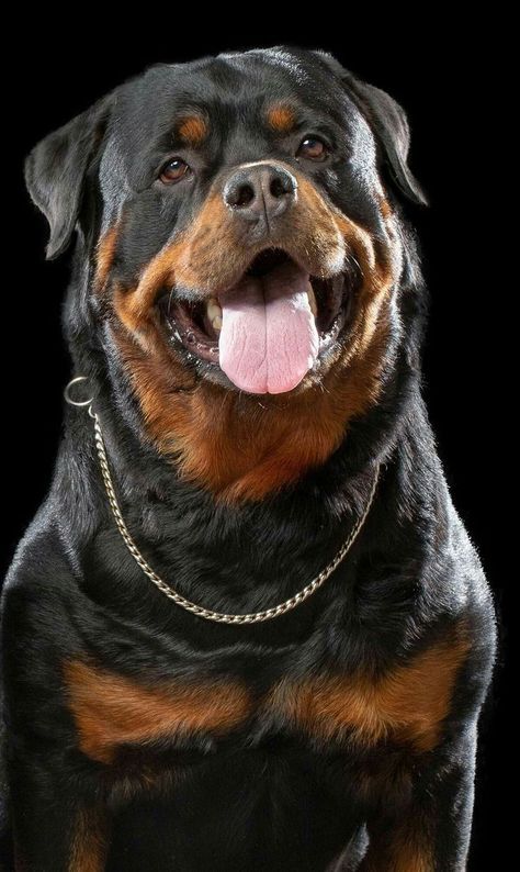 Rottweiler dog photo Motocykle Harley Davidson, Rottweiler Pictures, Pitbull Dog Breed, Rottweiler Breed, Rottweiler Love, Big Dog Breeds, Rottweiler Lovers, Scary Dogs, Cute Dog Pictures