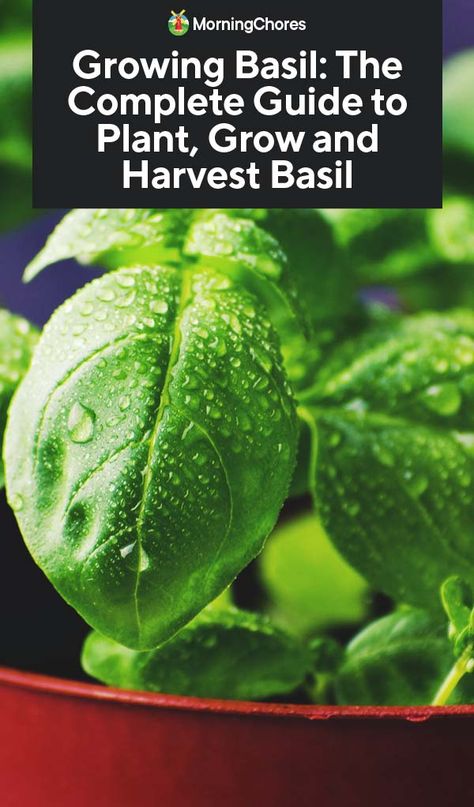 Growing Basil: The Complete Guide to Plant, Care, and Harvest Basil Basil Care, Harvest Basil, Grow Basil, Harvesting Basil, Plant Inspiration, Witch Tips, Tomato Seedlings, Growing Basil, Plant Mama