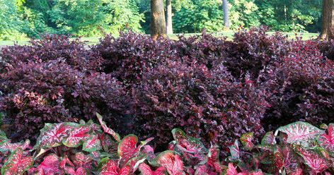 Garden Around Shed, Loropetalum Chinense, Back Fence Landscaping, Plant Companions, Shrubs For Landscaping, Acidic Soil, Purple Foliage, Indigo Flower, Southern Living Plants