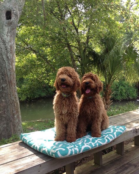 Red goldendoodle sisters Red Goldendoodle, Mini Goldendoodle, Yorkshire Terrier Puppies, Golden Doodle, Doodle Dog, Beautiful Picture, Labradoodle, Sweet Animals, Goldendoodle