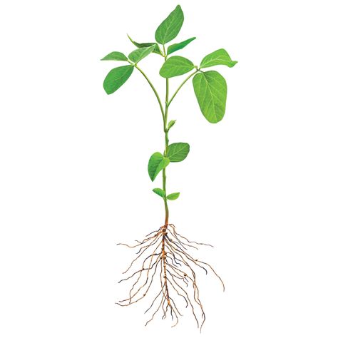 Roots Drawing, Soybeans Plant, Roots Tattoo, Medium Tattoos, Bean Sprout, Soy Bean, Scar Tattoo, Farm Clothes, Plant Tattoo