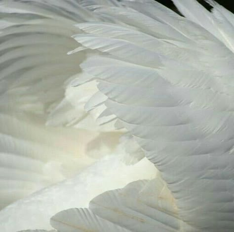 Angels, cherubs, Christianity, doves, halos, white, gold, blue, light yellow, pink, beauty, benevolence, tranquility, unearthliness, purity, cloudcore, softcore. Angelcore Aesthetic, Angel Core, Catty Noir, White Angel, Angel Aesthetic, White Swan, White Bird, Swan Lake, Character Aesthetics