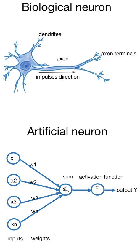 Biological and Artificial Neurons Deep Neural Network, Deep Learning Algorithm, Neural Engineering, Computational Neuroscience, Work Physics, Comp Sci, Brain Neurons, Scientific Writing, Machine Learning Deep Learning