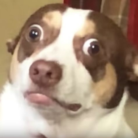 Mr Bubz, Surprised Dog, Grumpy Dog, Free Pfp, Cursed Memes, Earth Baby, Dog Minding, Funny Animal Photos, My Spirit Animal