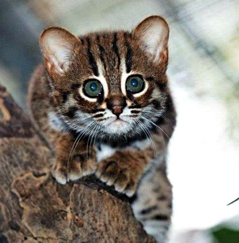 The Rusty-Spotted Cat Is The Smallest Wild Cat In The World Rusty Spotted Cat, Spotted Cats, Rare Cat Breeds, Small Wild Cats, Spotted Cat, Anthony Kiedis, Rare Cats, Exotic Cats, Axl Rose