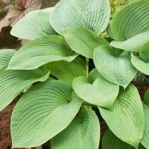 Hosta Jurassic Park, Hosta Hostas Plants, Art Inspiration Nature, Shaded Garden, Spanish Bluebells, Dinosaur Garden, Plantain Lily, Glory Of The Snow, Late Summer Flowers, Hosta Varieties