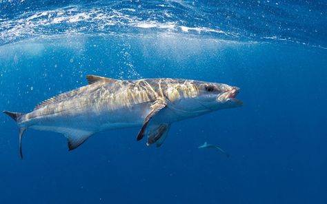 Cobia Fish, Southern Mississippi, Fishing 101, Big Game Fishing, Salt Water Fishing, Saltwater Fish, Fishing Rigs, Surface Water, Seasons Change