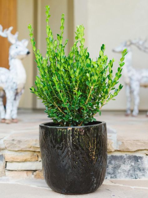 From shrubs to spruces, here are 10 evergreens perfectly fit for adding a touch of liveliness to your outdoor space this winter. Outdoor Winter Plants, Winter Potted Plants, Gem Boxwood, Winter Gem Boxwood, Boxwood Landscaping, Small Evergreen Shrubs, Colorado Blue Spruce, Potted Plants Outdoor, Winter Plants