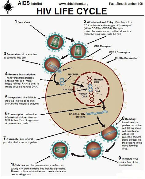 HIV Drugs and the HIV Lifecycle | The Well Project Hiv Life Cycle, Hiv Images, Immune System Nursing, Hiv Facts, Advanced Pathophysiology, Hiv Test, Hiv Symptoms, People With Hiv, Mcat Study